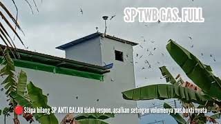 🔴SP ANTI GALAU TWB TIDAK PERNAH GALAU,TARIK SENJA,INAP BAYANGAN REVISI. LINK ADA DI DESKRIPSI 👇