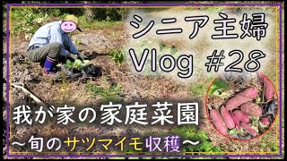 [For Seniors] Gardening activities that add enjoyment to daily life: from sowing seeds and watering to viewing and harvesting