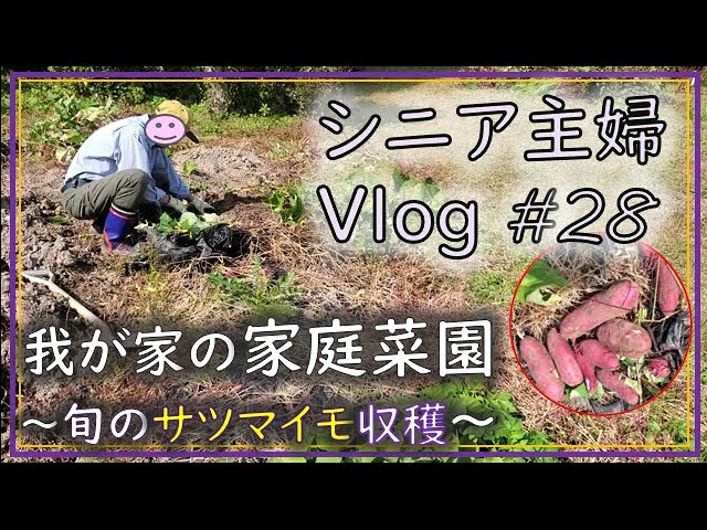 さつまいも収穫NEW!