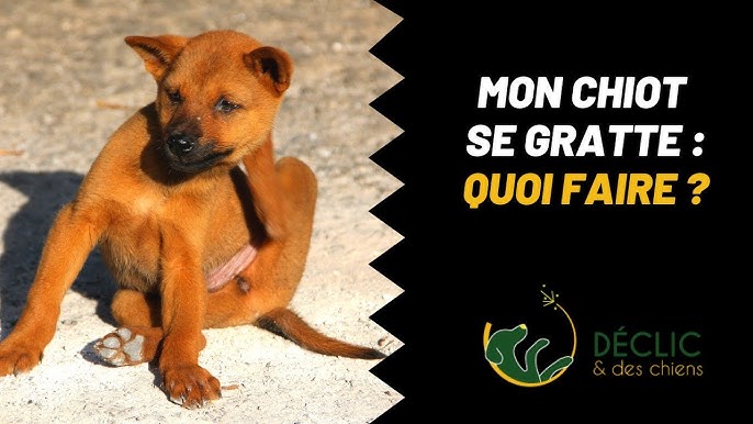 Pourquoi mon chien se gratte l'oreille ?