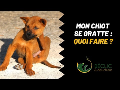 Vidéo: Pourquoi Mon Chiot Démange-t-il ?