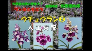 鉢植え ウチョウラン かぐや系交配 M5