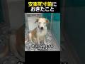 安楽死寸前の犬に起きたこと