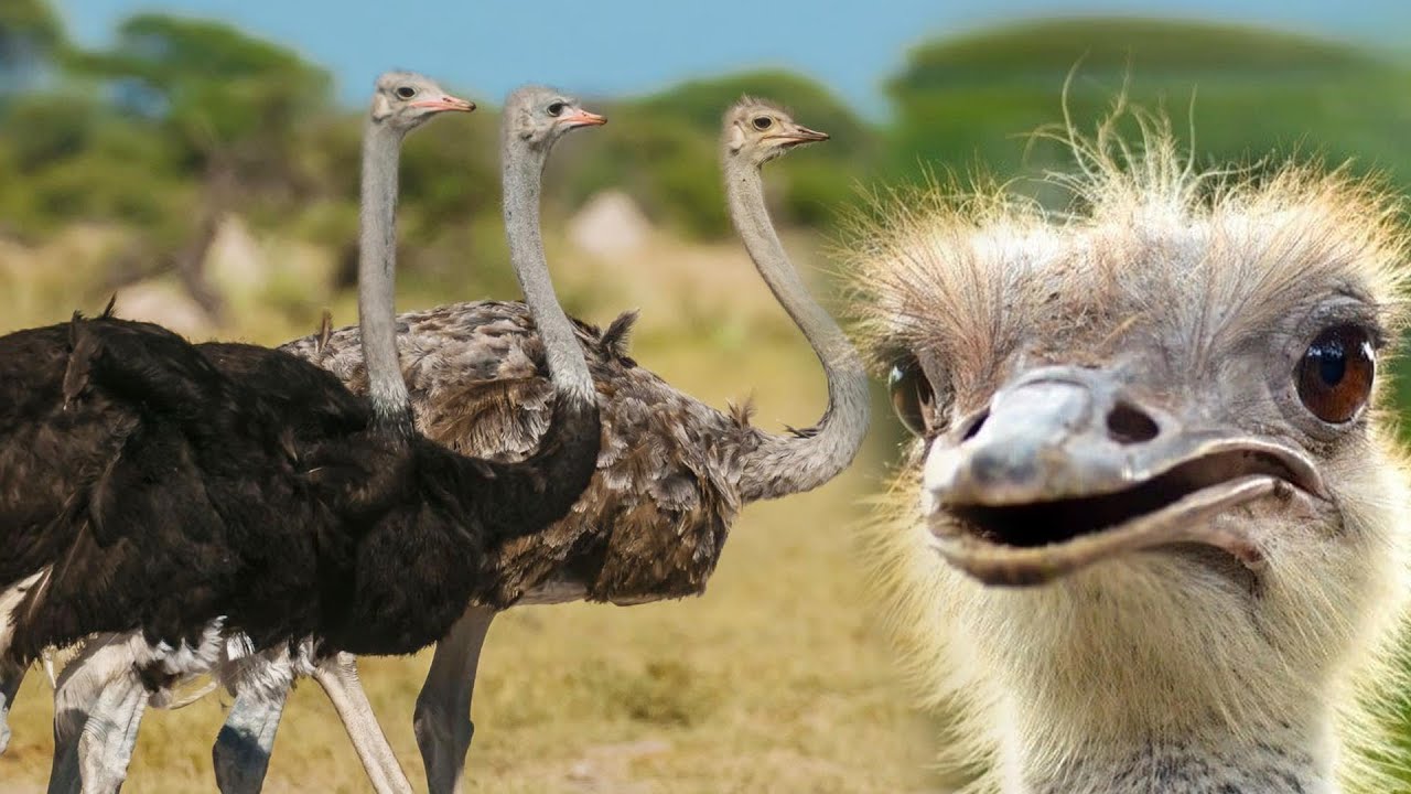 Ostrich Eating Grass I HD Animal Footage I Animal Videos Hub YouTube