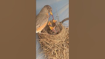 American Robin Nest: Journey from Egg to Empty Nest 🐣🧡