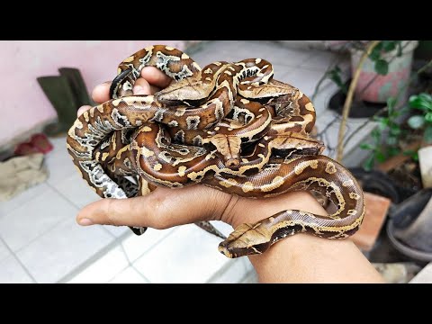 Video: Apakah bungkus python?