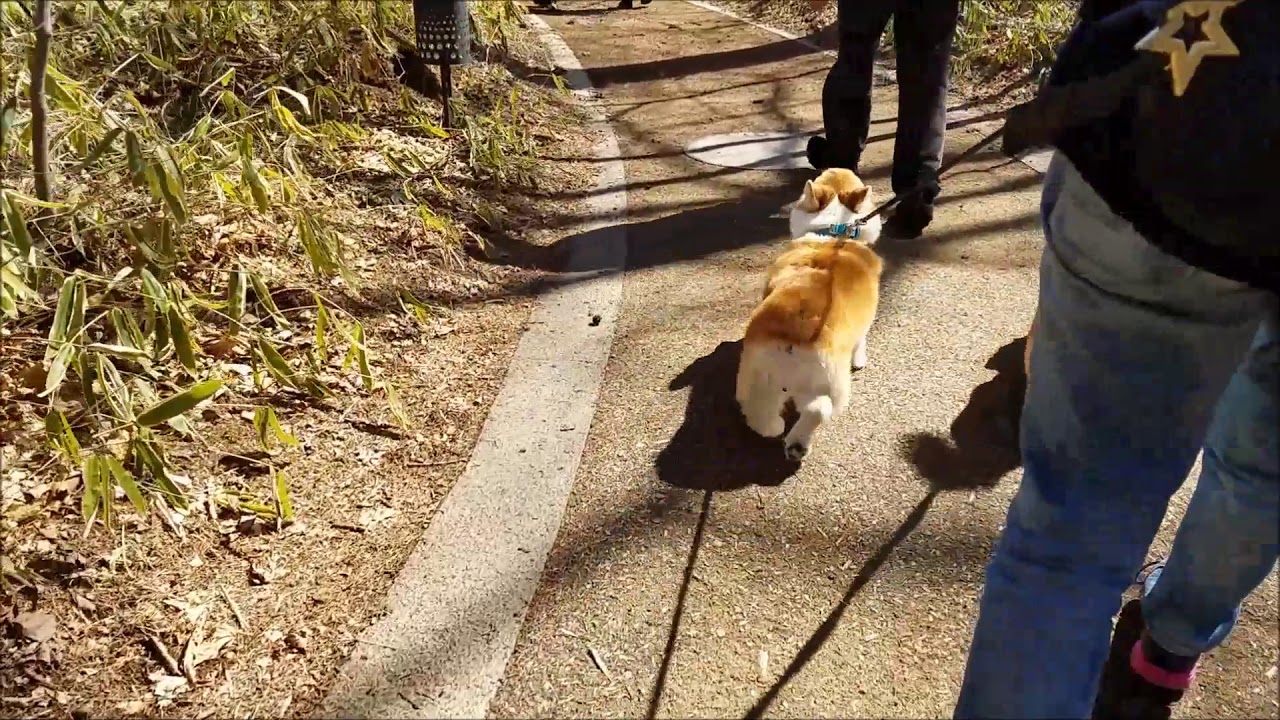 レジーナリゾート軽井沢御影用水 ５ 周辺観光編 犬との宿泊 感想ブログ 犬と旅するモモウメ日記