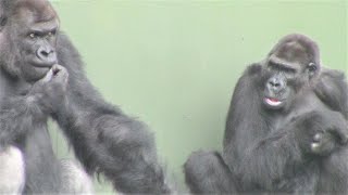 恋の駆け引き シャバーニとネネ Love game gorilla Shabani & Nene25