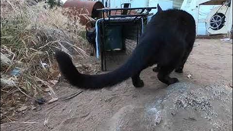 Tomahawk Gravity Door Trap GT606 Demo