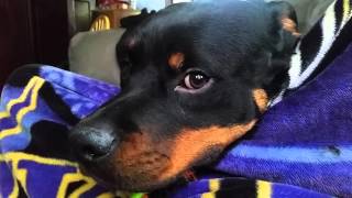 Attila the Rottweiler purring and grumbling!