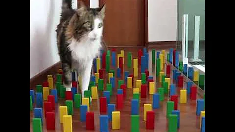 Cat vs Dog - Obstacle challenge