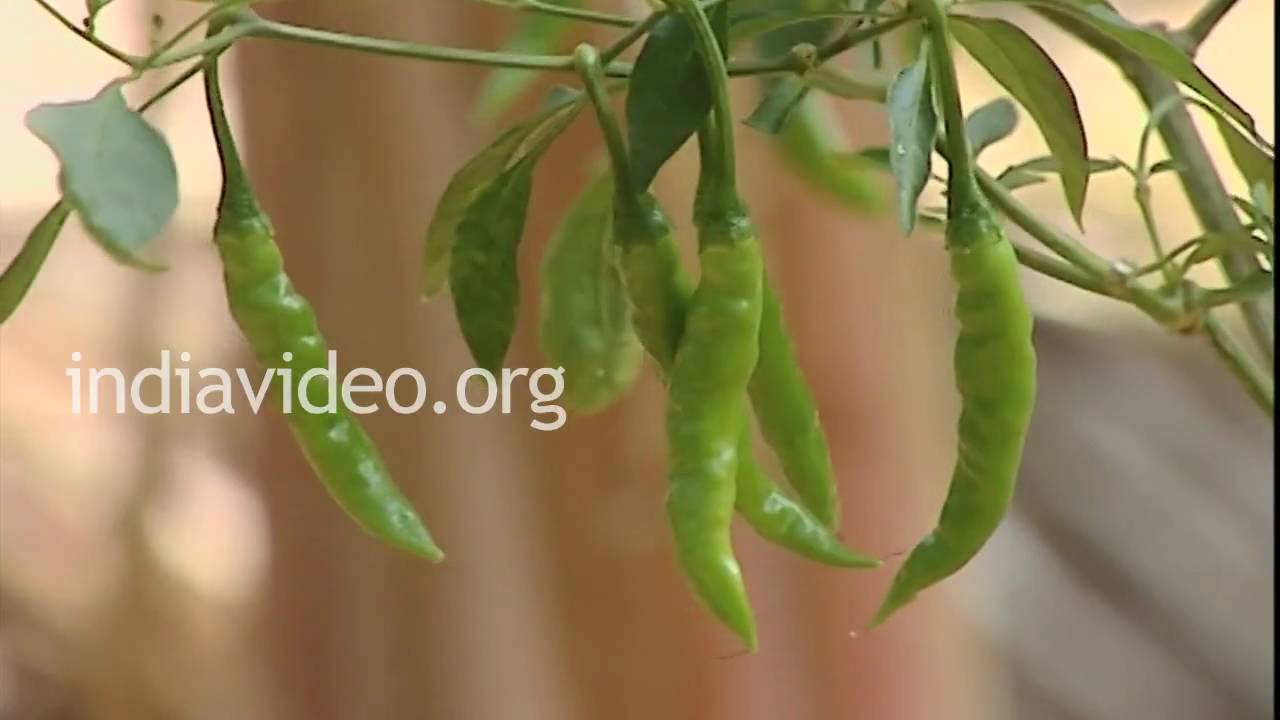 Green Chilli, Organic Farm, Kerala YouTube