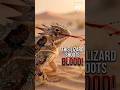 Horned Lizard l This Lizard Shoots Blood From Its Eyes #lizard #shorts #featherandearth