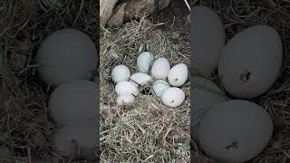 Baby Ducks Starting to Hatch