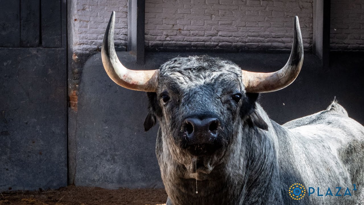 Sorteados los novillos de Los Maños