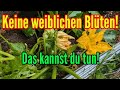 Nur männliche Blüte an Zucchini Kürbis Gurken &amp; Co