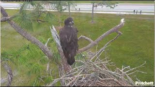 SWFL Eagles  E23 BRANCHES TO VERANDA AT 62 DAYS OLD!  CONGRATULATIONS E23!  3.2.24