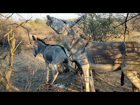 Donkey Mating and Barking: A Unique Romantic Encounter | Animals | Nature