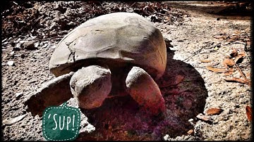 Learning about Gopher Tortoises!