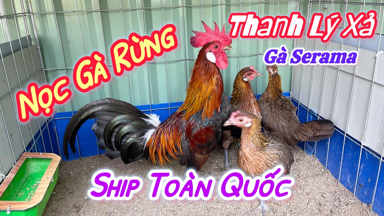 Gà Serama-Gà Rừng CLip Ngày 13-12-2025