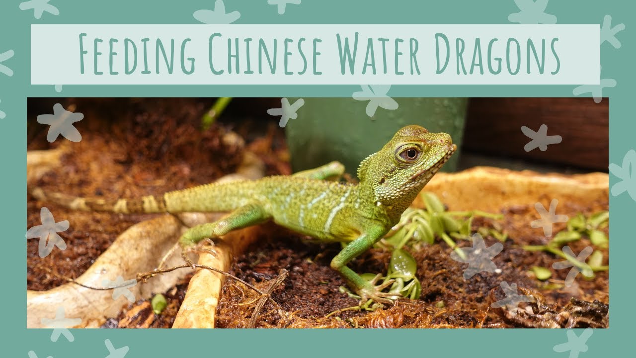Why isn't my Chinese Water Dragon eating?