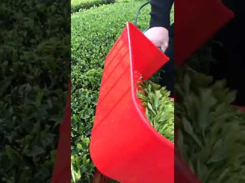 شاهد طريقة قطف أوراق الشاي