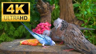 Cat TV for Cats to Watch 😺 Cute Birds and Squirrels in Summer 🍀 Ducks 🐦 24 Hours(4K HDR)
