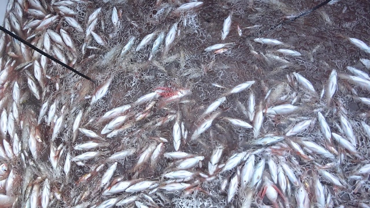 Rare Footage] What the camera saw inside the fixed net was