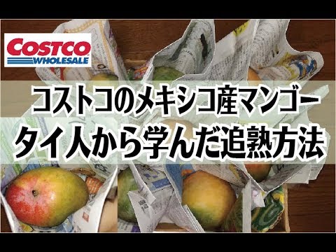 コストコ マンゴー４kg の失敗しない追熟方法や保存方法を詳しく紹介 Youtube