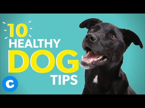 Video: How To Raise A Healthy Dog