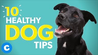 How to Keep Your Dog Healthy – American Kennel Club