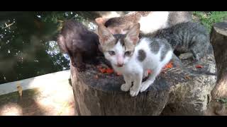 my cute beautiful lovely kitten eating murrukku 😋😍/ cute litter @Cutelitter  #cutelitter #kitten