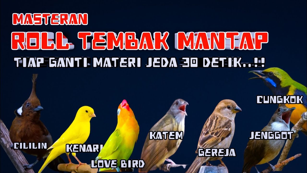 Masteran Roll Tembak Mantap | Kombinasi Cililin, Kenari, Lovebird, Katem, Gereja, Jenggot, Cungkok