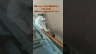 Evin yeni evladı #cat #kedi #yavrukedi #kitten