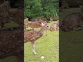 Deer