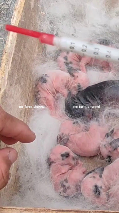 Menyusui bayi kelinci secara manual pakai susu formula #shorts #viral #fyp