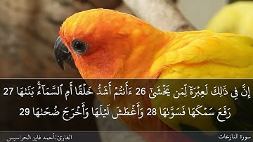 سورة النازعات كاملة مكتوبة ومسموعة بصوت القارئ احمد الحراسيس