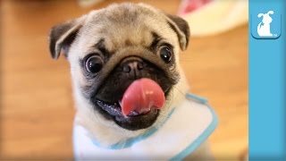 Two Pug Puppies Wrestle Under Each Other's Butts  Puppy Love