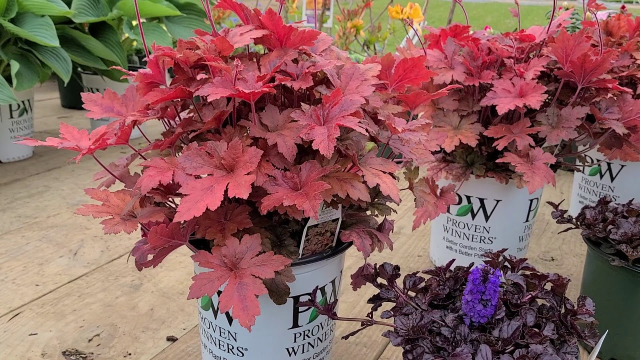 Heucherella 'Hop Scotch' (Foamflower) // A Terrific NATIVE Hybrid, with vigorous COLORFUL Foliage