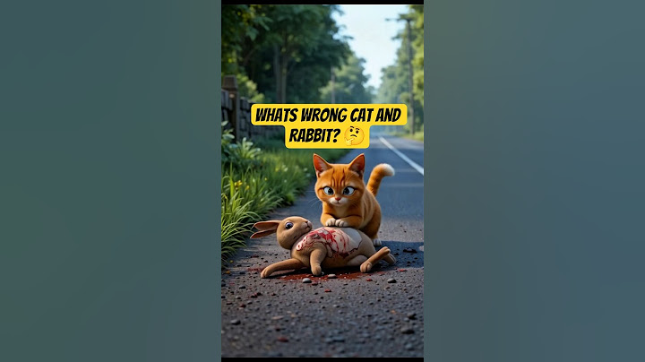 what's wrong with cats and rabbits on the highway? #shorts #shortvideo #cat #rabbit #road