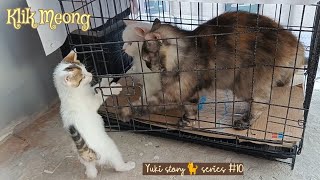 Wanting to Play, the LittleCat Yuki Helps Take the AdultCats Out of the Cage