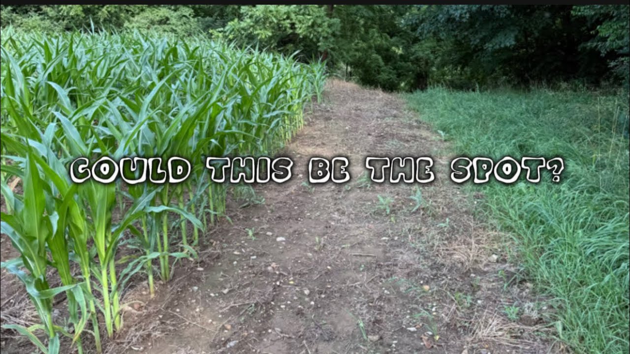 Scouting Public Land For BIG Bucks! - YouTube