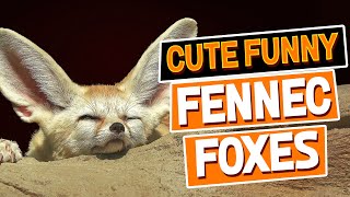 Fennec Fox Pet Playing