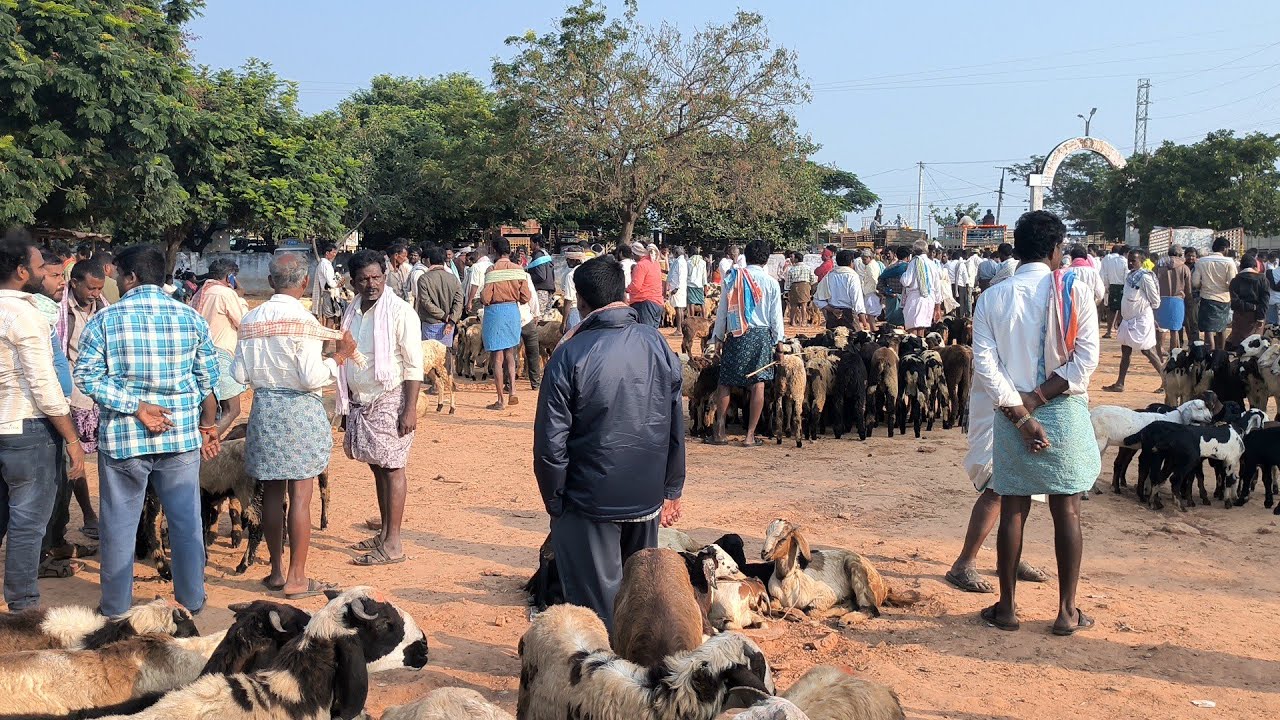 Обновление рынка Кунта | Поступление товара сегодня к 
