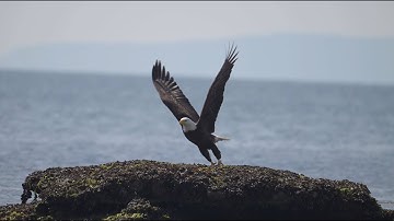 Bald Eagle Takeoff in Slow Motion