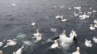 Gannets diving into the sea for fish at Noss
