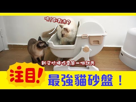 【淘寶開箱】貓奴福音 平價剷屎神器