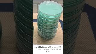 How to Pour Agar Plates #shorts #howtogrowmushrooms #howto agar plates