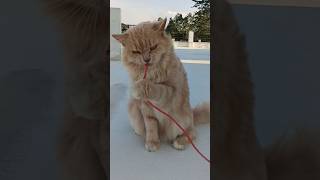 Download Lagu Lyla is enjoying #billa #cutebilli #catmemes #explore #meow #funny #foryou #viral MP3 Download Lagu Lyla is enjoying #billa #cutebilli #catmemes #explore #meow #funny #foryou #viral MP3