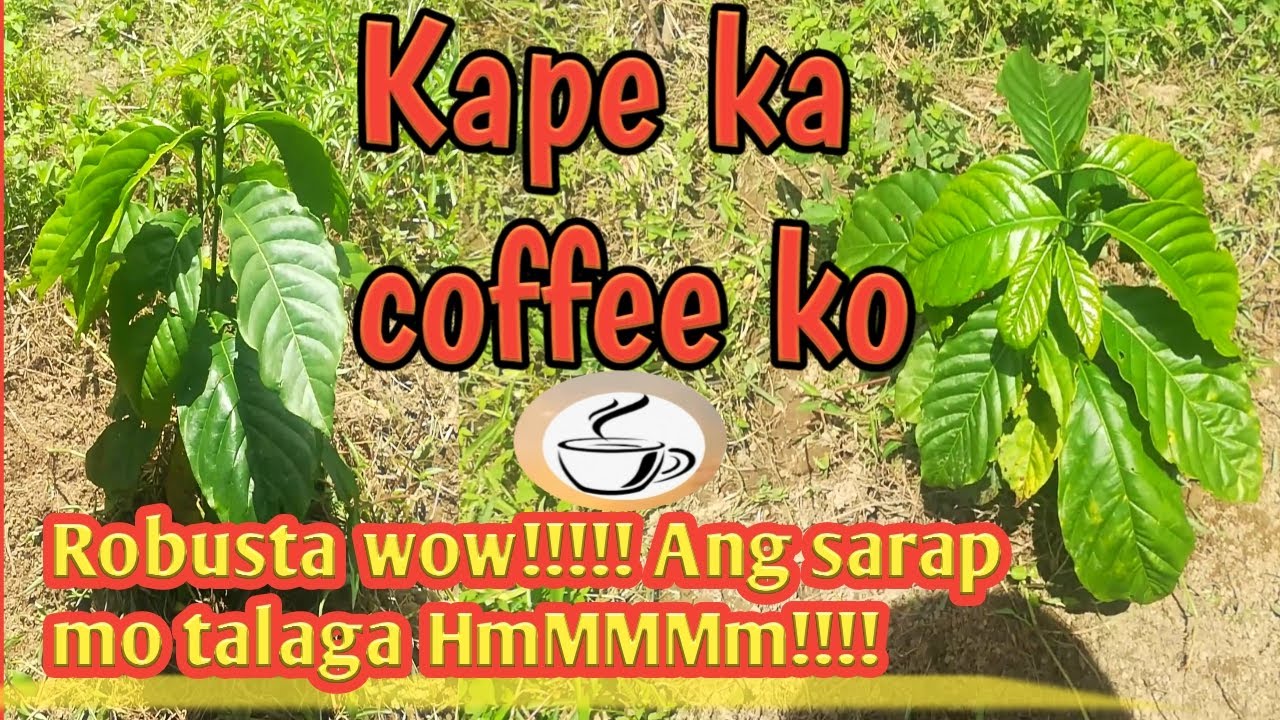 How To Cup Test Coffee Robusta Coffee Cup Testing YouTube How To Cup Test Coffee Robusta Coffee Cup Testing YouTube